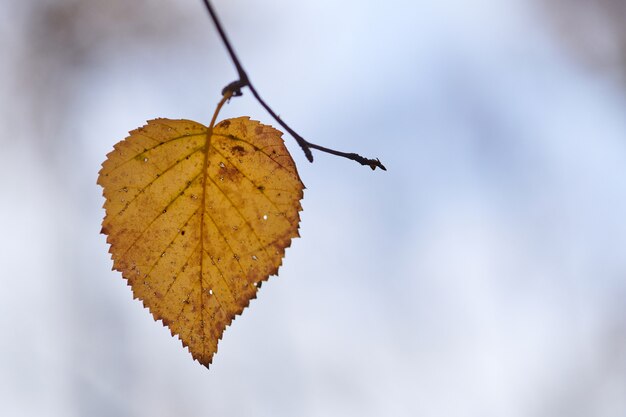 Foglia di autunno sul ramo con lo spazio della copia