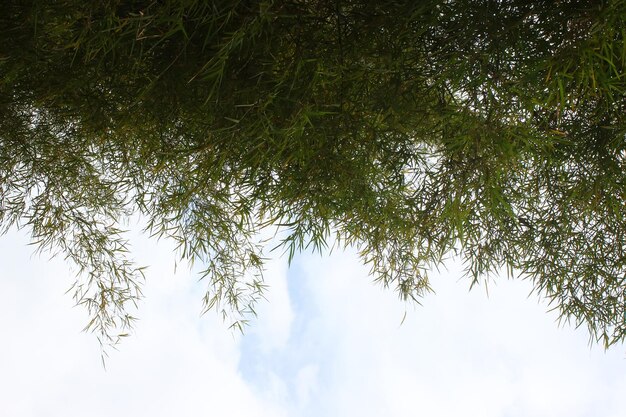 foglia di bambù su sfondo blu cielo