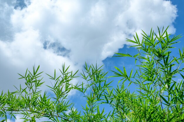 Foglia di bambù verde sullo sfondo del cielo blu