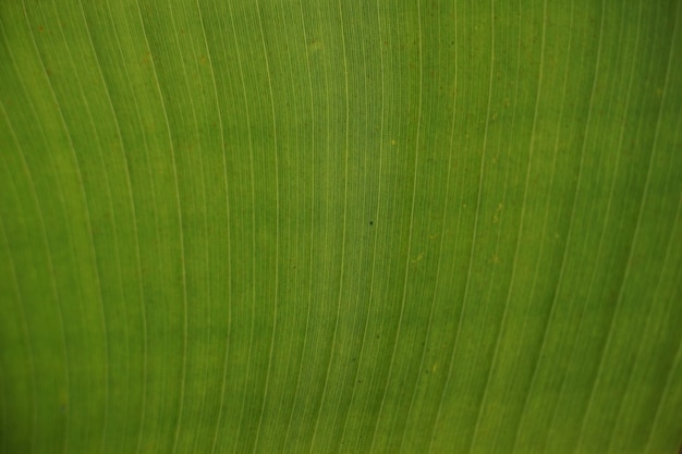 foglia di banana come sfondo astratto texture carta da parati foto