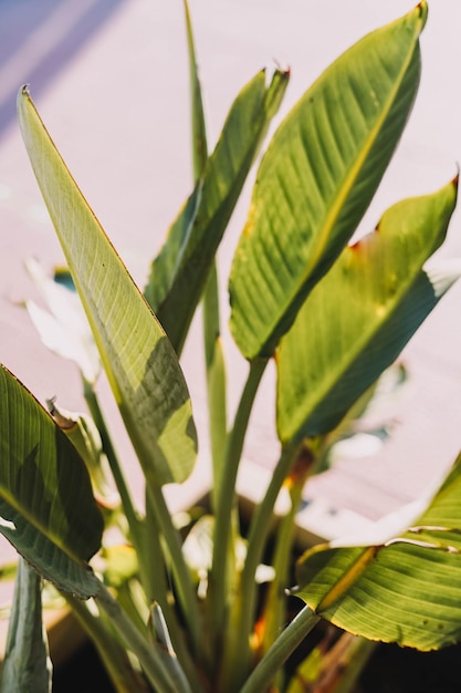 Foglia di banana in giardino, Thailandia.