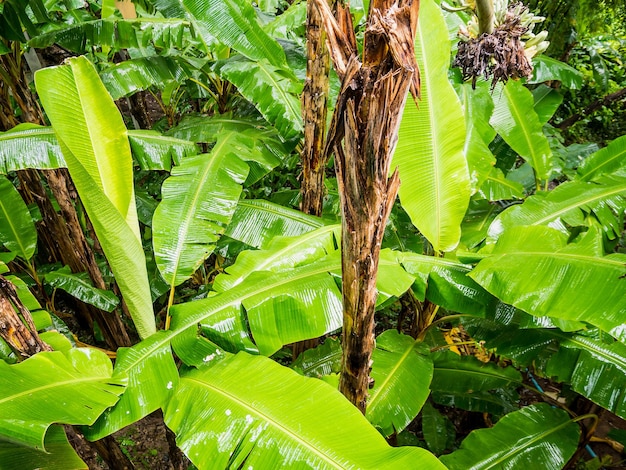 Foglia di banana in una giornata di pioggia