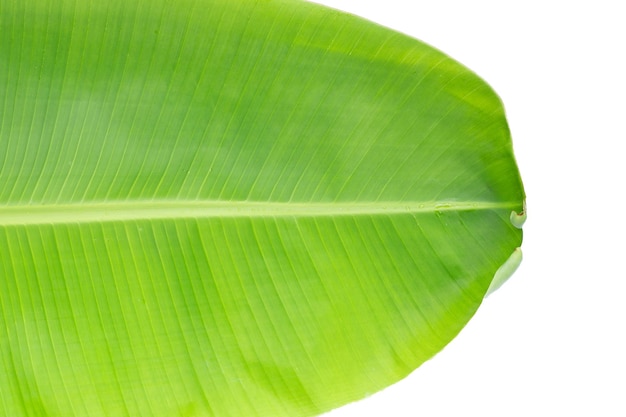 Foglia di banana per sfondo verde fresco