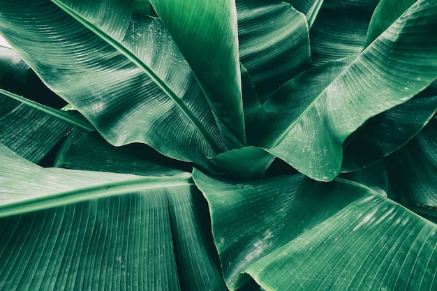 Foglia di banana tropicale, sfondo verde della natura