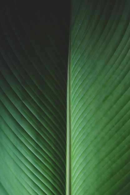 Foglia di banana verde esotica un fogliame di piante tropicali con trama visibile