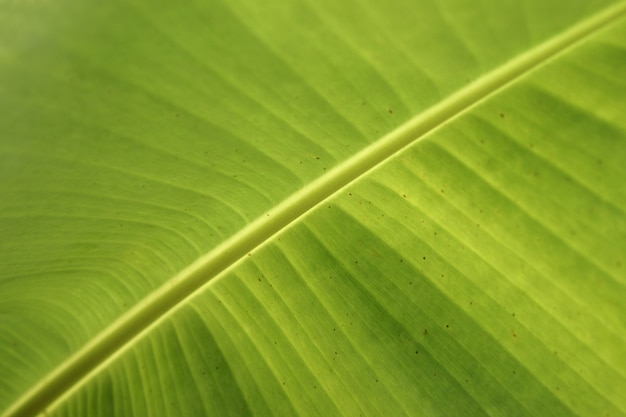 Foglia di banana verde fresca del primo piano