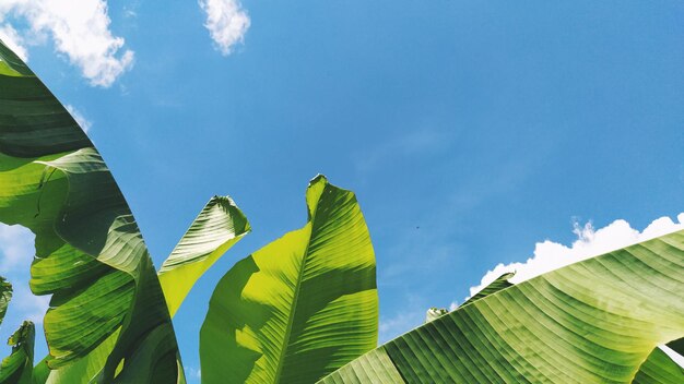 Foglia di banana verde in natura Foglia di banana