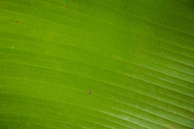 Foglia di banana verde