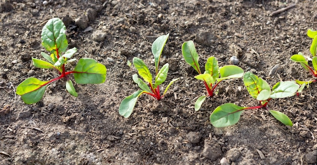 Foglia di barbabietola. Barbabietole in crescita (Beta vulgaris).