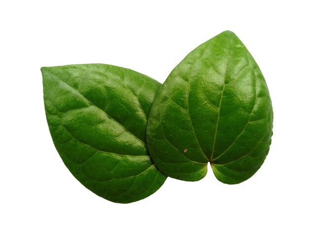 Foglia di betel verde isolata su sfondo bianco