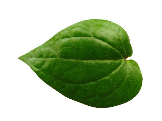 Foglia di betel verde isolata su sfondo bianco