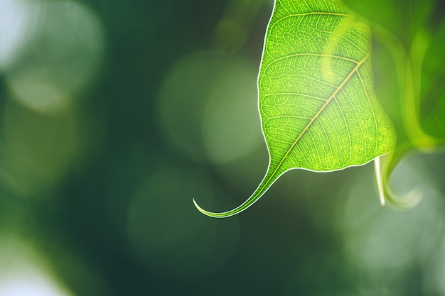 Foglia di Bo verde con luce solare al mattino