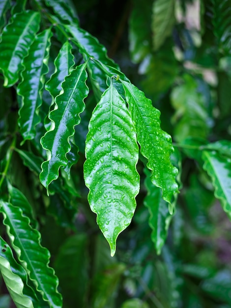 Foglia di caffè robusta con goccia di rugiada nel giardino del caffè