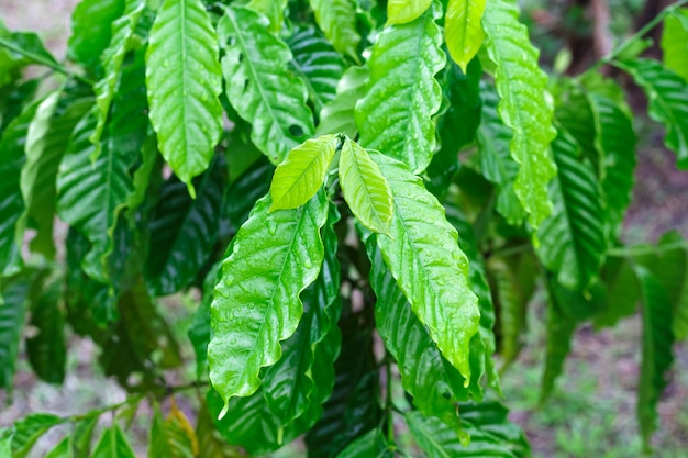 Foglia di caffè robusta con goccia di rugiada nel giardino del caffè