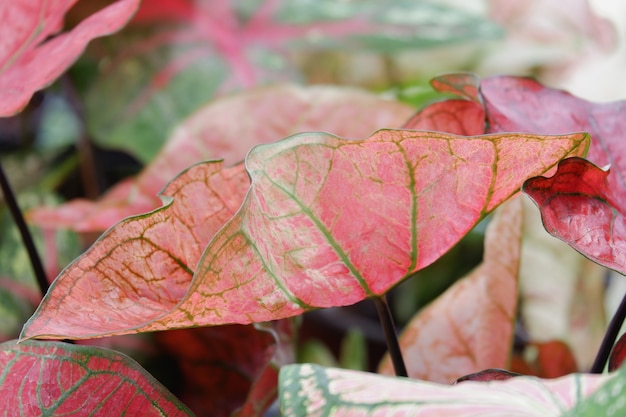 Foglia di caladium colorata