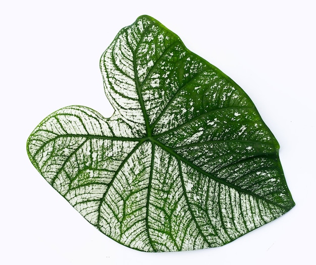 Foglia di caladium su sfondo bianco.