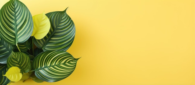 Foglia di Calathea Orbifolia su sfondo giallo dall'alto Copia spazio