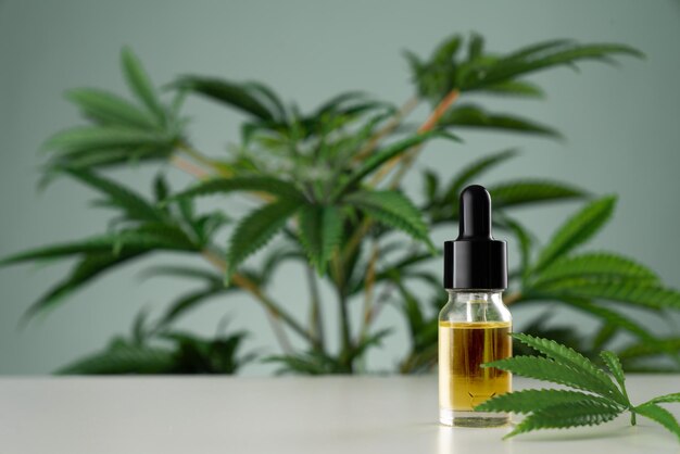 Foglia di canapa sativa di cannabis legalizzata e contenitore di olio di CBD con coperchio contagocce