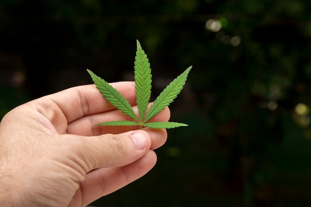 Foglia di cannabis contro la natura Mano che tiene una foglia di marijuana