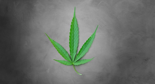foglia di cannabis isolata su uno sfondo di cemento