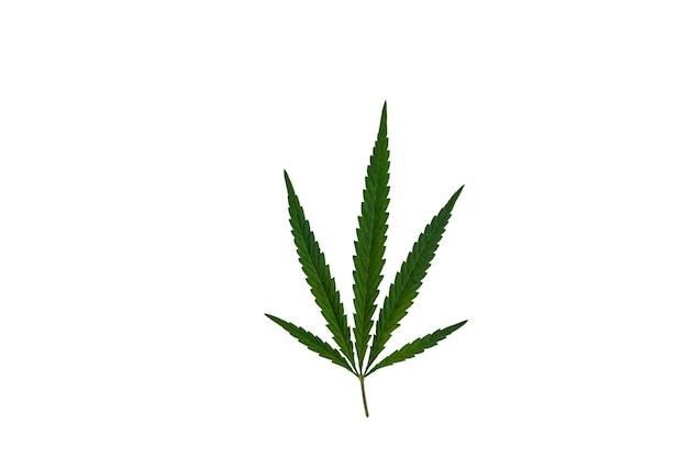 Foglia di cannabis verde isolata su sfondo bianco