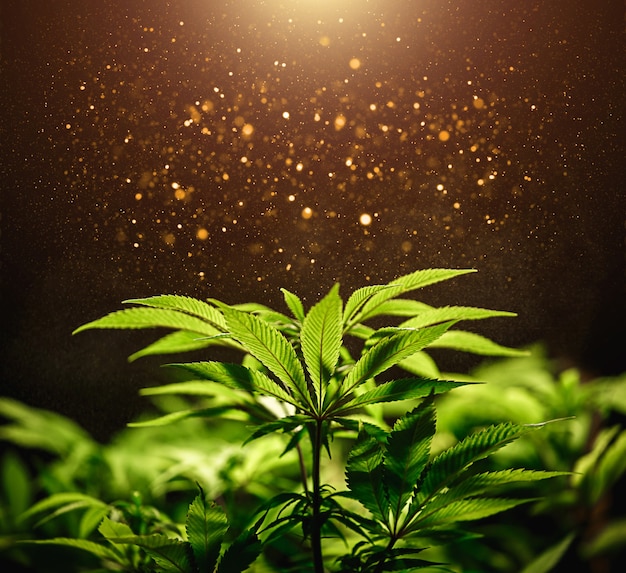 Foglia di cannabis verde si chiuda su sfondo nero con raggio di sole e bagliore. Coltivazione di marijuana medica. Copia spazio