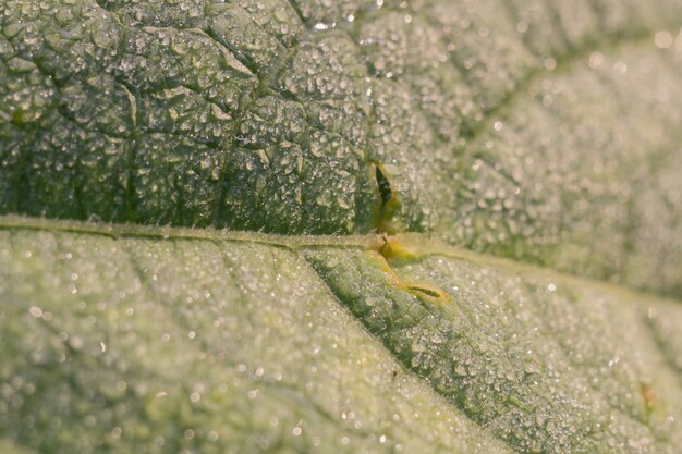 Foglia di cetriolo in gocce d&#39;acqua