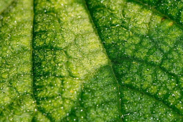 Foglia di cetriolo in gocce d&#39;acqua