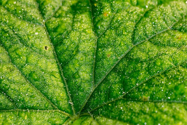 Foglia di cetriolo in gocce d&#39;acqua