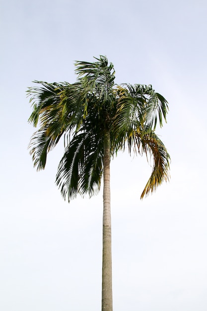 Foglia di cocco albero verde