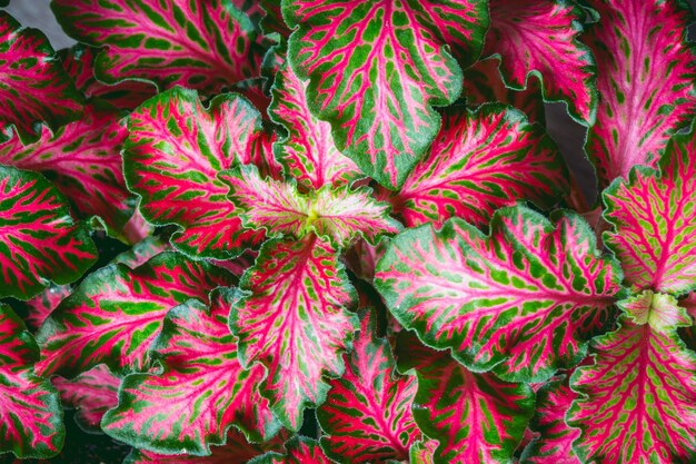 Foglia di colore della natura per lo sfondo Foglie colorate d'autunno Disegno sullo sfondo di Natale