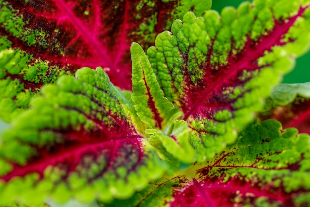 Foglia di colore verde e rosso nel parco