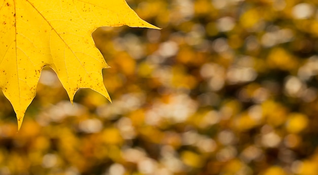 Foglia di cuneo giallo su uno sfondo autunnale sfocato