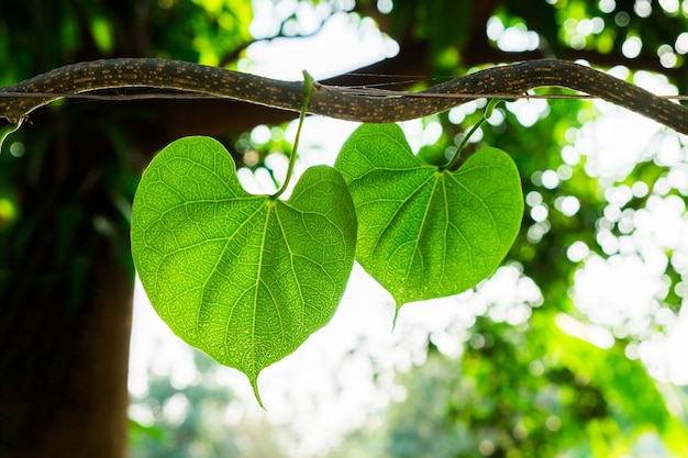 Foglia di cuore di vite edera naturale