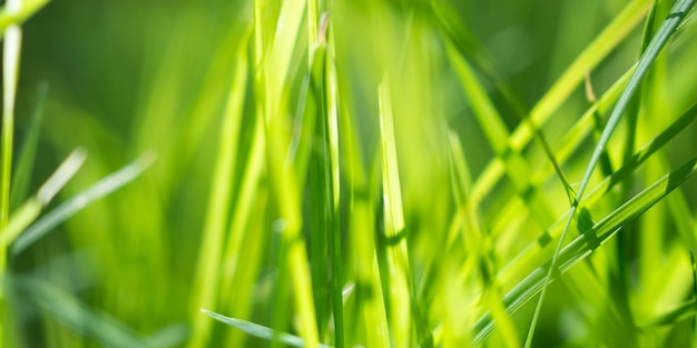 Foglia di erba verde in giardino con sfondo bokeh