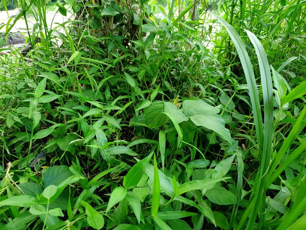 Foglia di erba verde sfondo bellissimo concetto di natura foglia tropicale