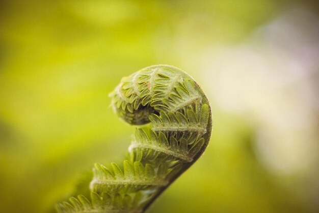 Foglia di felce Foglia di una pianta verde