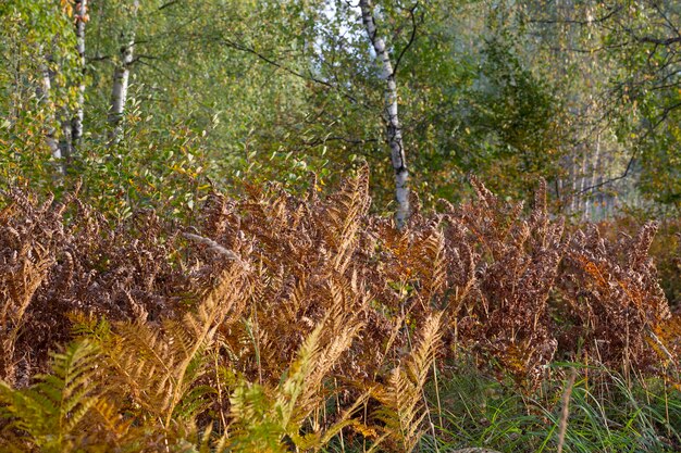 Foglia di felce ingiallita su uno sfondo sfocato. Foglia di felce secca nella foresta. Sfondo tropicale autunnale. estate indiana