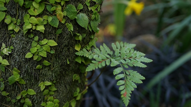 foglia di felce, muschio e corteccia d'albero nella foresta