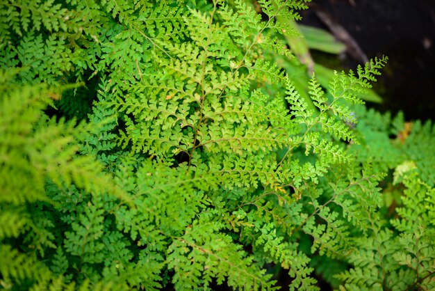 Foglia di felce nella foresta