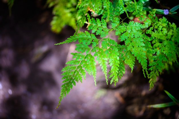 Foglia di felce nella foresta