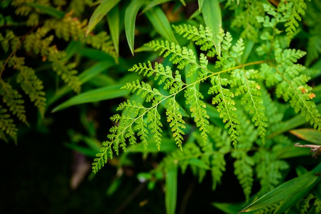 Foglia di felce nella foresta