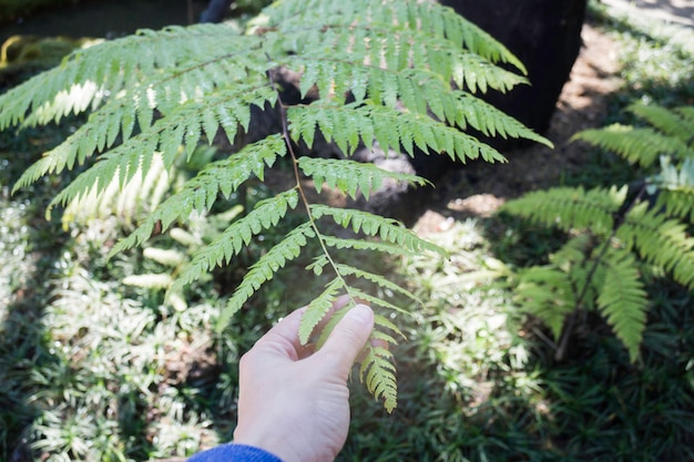 Foglia di felce verde commovente della mano della donna