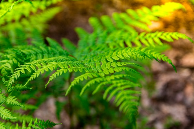 Foglia di felce verde in primo piano foresta di primavera.