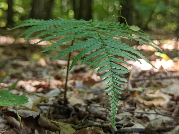 foglia di felce verde nella foresta