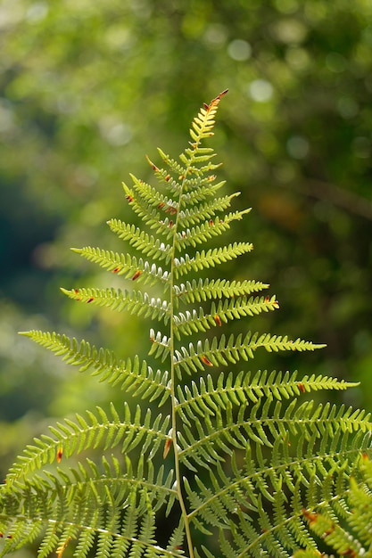 foglia di felce verde nella natura nella stagione autunnale