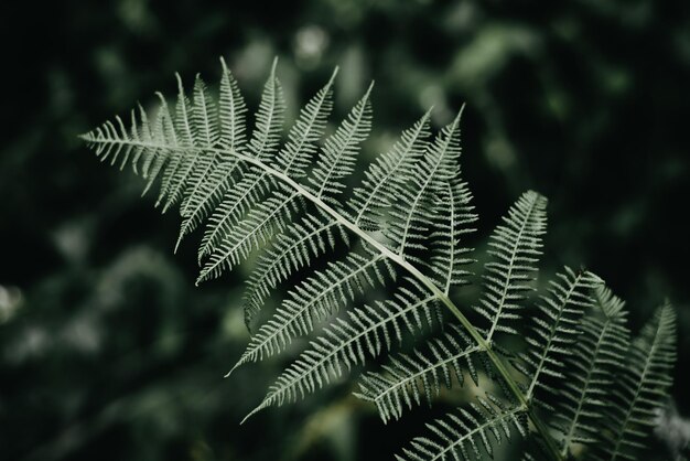 Foglia di felce verde scuro nella foresta pluviale tropicale all'aperto Messa a fuoco selettiva a chiave bassa del primo piano