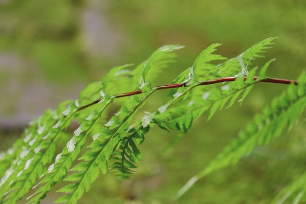 Foglia di felce verde sullo sfondo della foresta pluviale