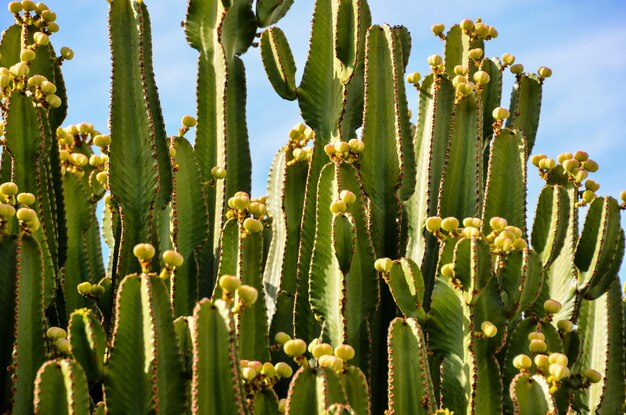 Foglia Di Fico D'India Verde