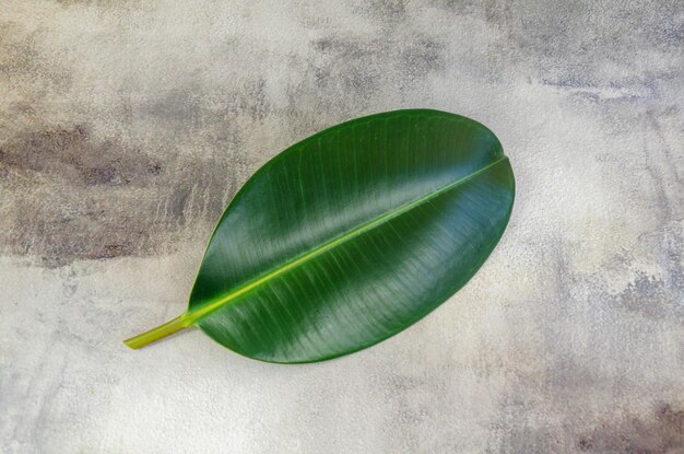 Foglia di Ficus Elastica densa da sola su sfondo di cemento per la vista dall'alto della merce di testo